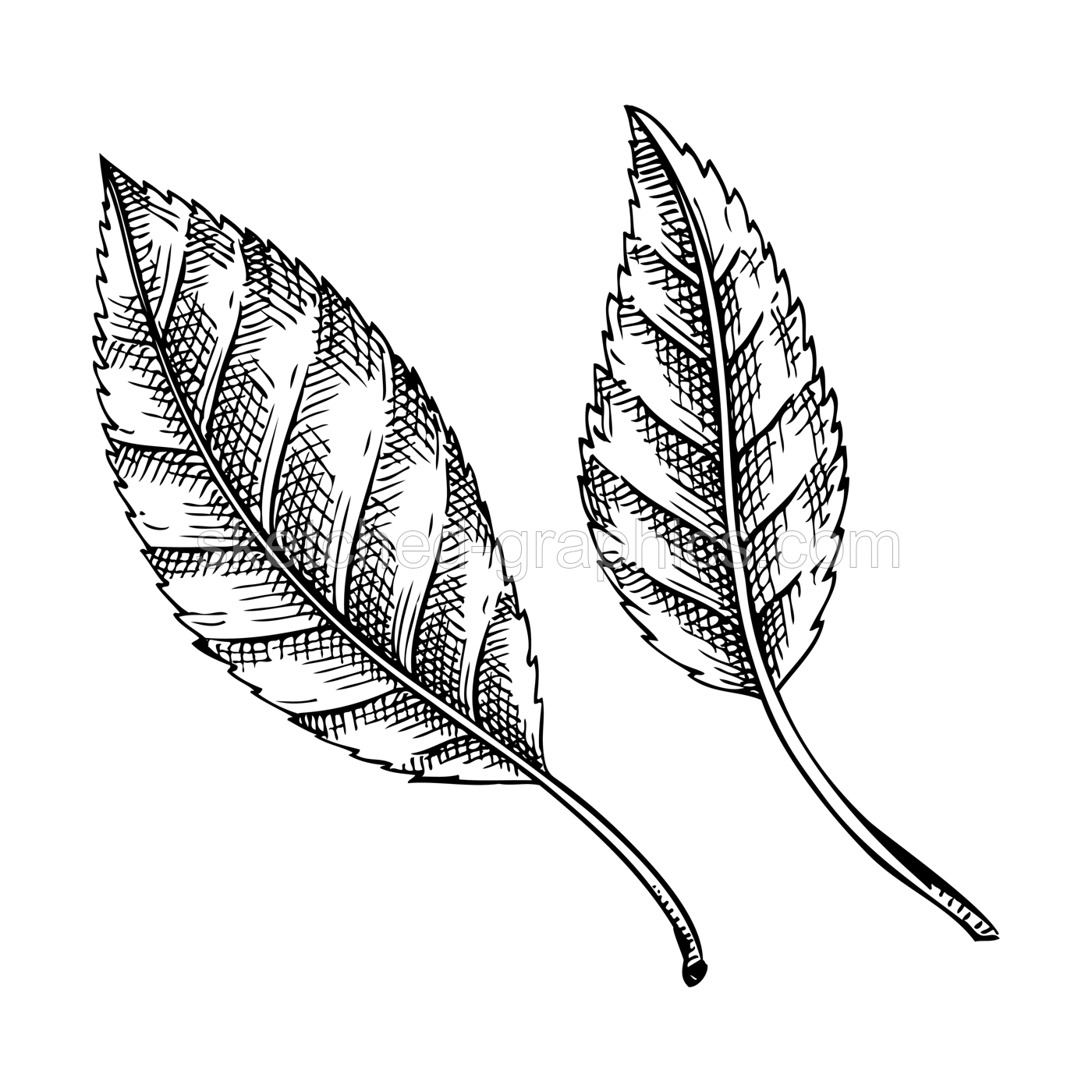 Tree leaves sketches set. Hand-drawn vector illustration. Cherry leaf drawings. Botanical design elements. NOT AI generated Illustration